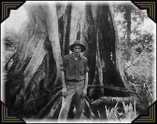An example of the big jungle trees in New Guinea.